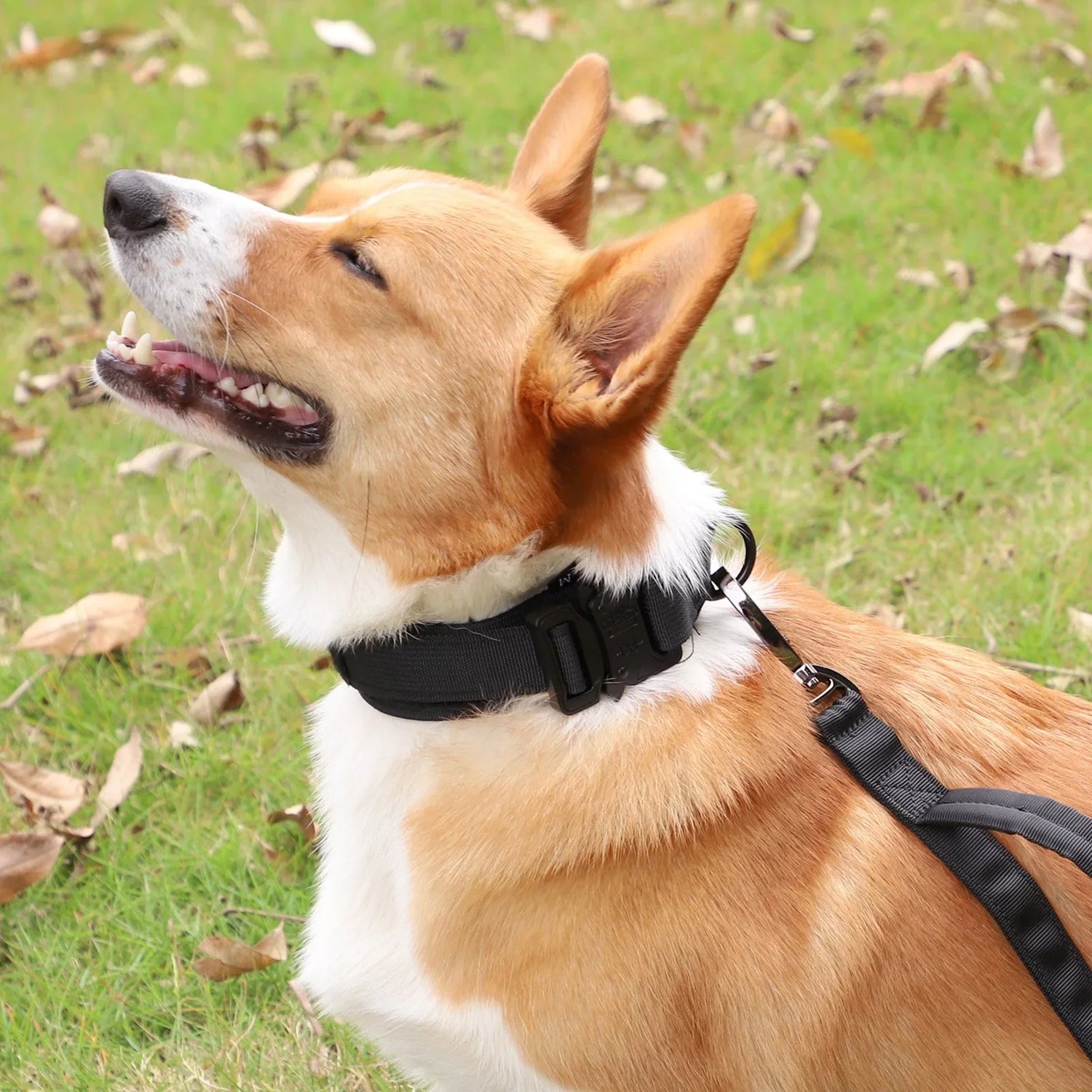 Dog Collars/Leashes