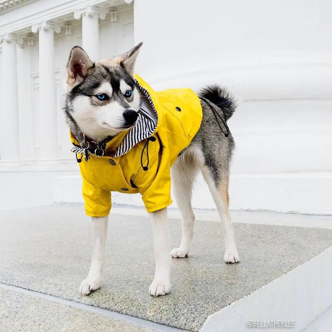 Dog and Cat Apparel