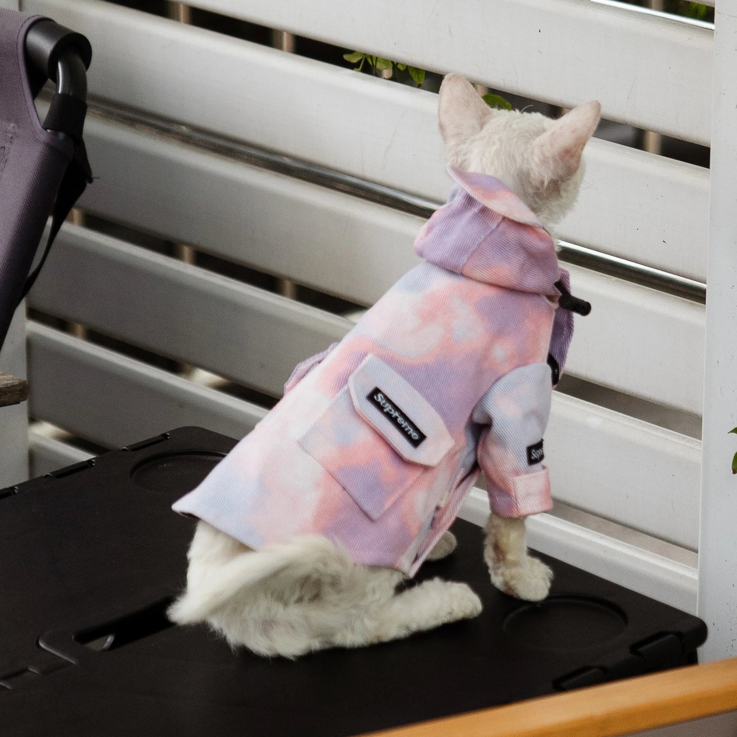 Luxury Cat Outdoor Jacket Fashion Waterproof Clothes for Sphynx Cat Thick Windproof Hoodie Coat for Devon Rex Cat Supplies